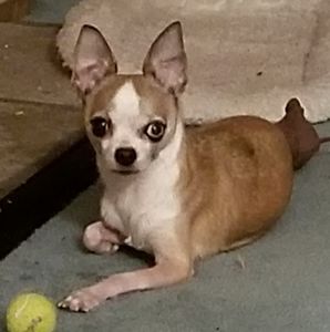 Meet your Posher, Bob